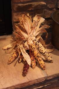 Indian Corn